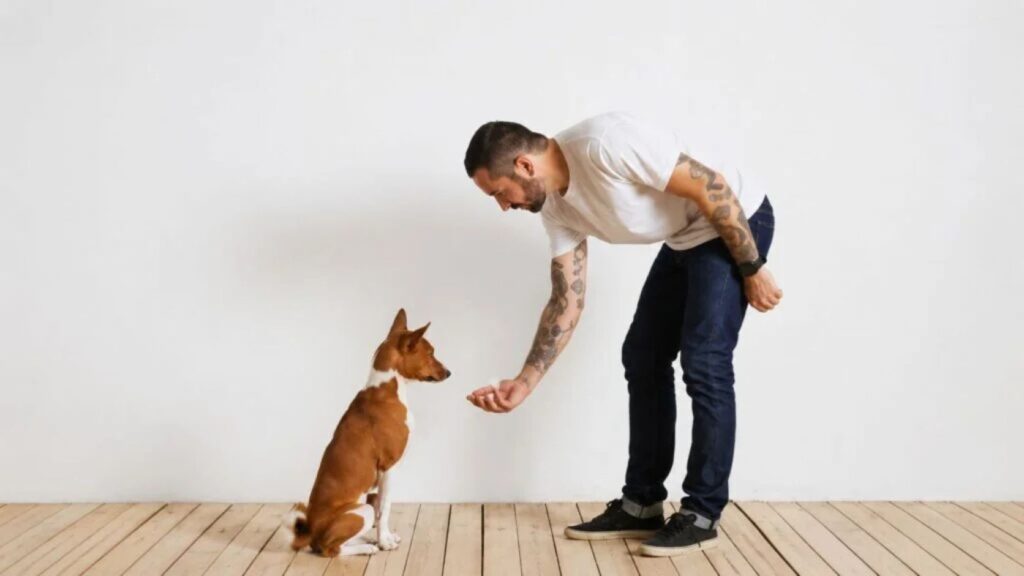 Advanced Certificate in Animal Behaviour