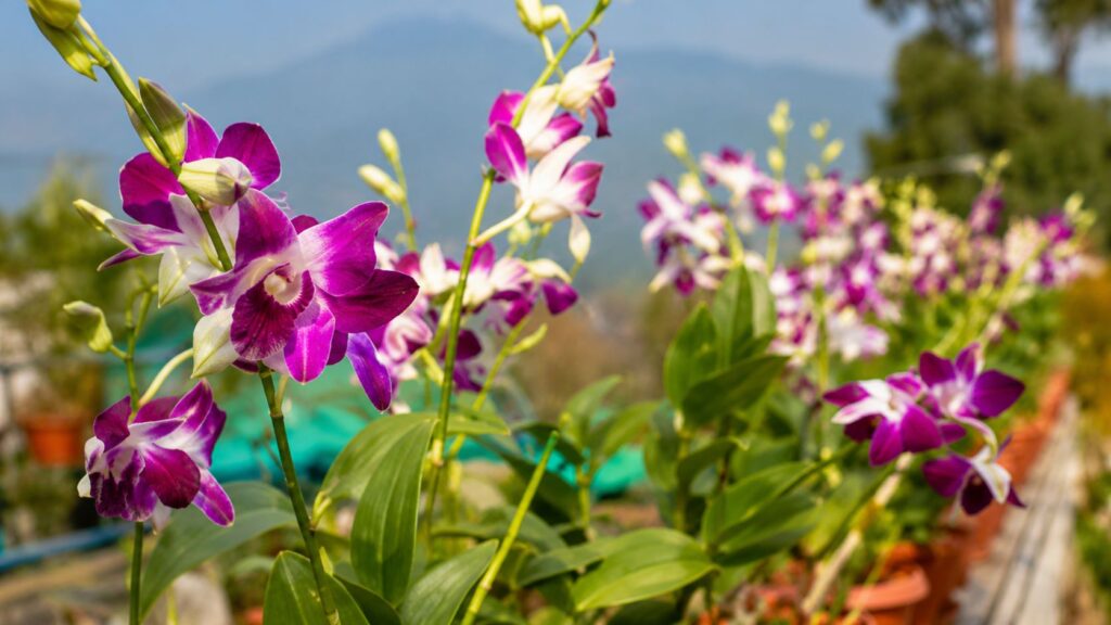 Orchid Culture
