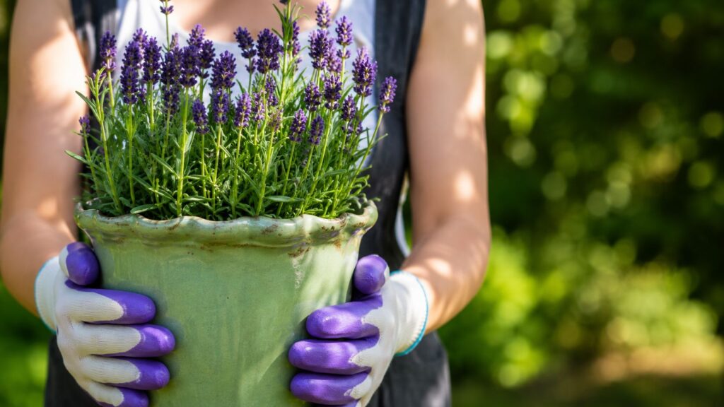 Growing Lavender