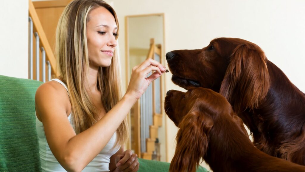 Dog Psychology & Training
